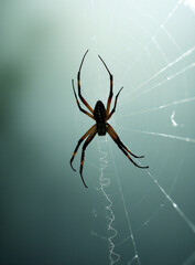 Wall Mural - a dark spider web stands out against a light-colored background._00021_