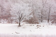 © Drake Fleege - Trees frosted in the cold January winter morning on the shoreline of the Wisconsin River at Prairie du Sac