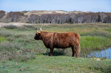 A brown highland cattle in a dune landscape