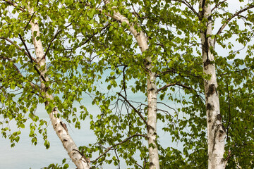 A clump of birch trees with their spring growth of new leaves grow along the Lake Michigan shoreline in May within Harrington Beach State Park, Belgium, Wisconsin.