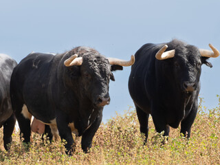 Two black brave bulls standing in a field grazing in the pasture.