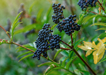 Wall Mural - Detail ripe elderberries on green background. Elderberry- nature's pharmacy, rich in antioxidants.