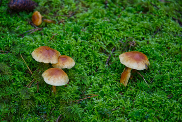 mushroom in the moss