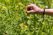 © Valmedia - Woman herbalist picking yellow st. John's wort flowers in a sunny meadow, showcasing nature's healing power. Tranquil scene of herbal therapy in a lush field. Selective focus