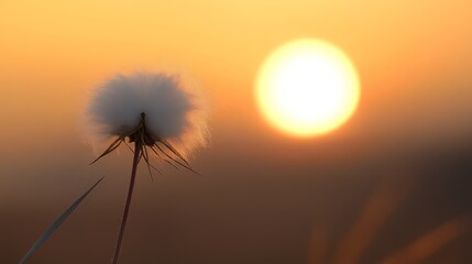 A fluffy cotton plant stands tall, with the sun dipping below the horizon in the background.