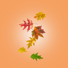 Autumn fall card with falling maple and oak leaves. Flying colorful autumn leaves isolated on gradient orange background. Hello Autumn image.