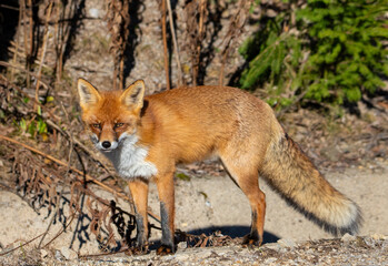 Portrait of a red fox