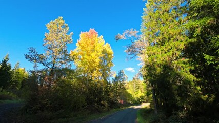 Wall Mural - Sunlit autumn trees with vibrant foliage against clear blue sky in forest setting. Sweden.