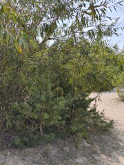 tree in the forest