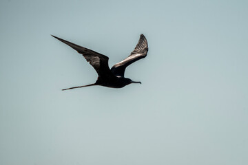 Wall Mural - magnificent frigatebird bird in flight wings in Costa Rica
