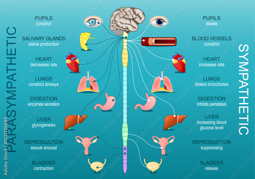 Sympathetic And Parasympathetic. Autonomic nervous system Stock Vector ...