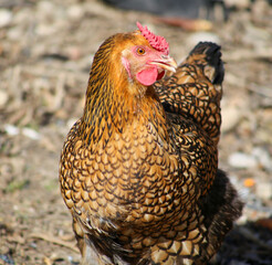 chicken