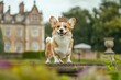 © Julian Adams - A Royal Corgi Standing Proudly With a Miniature Crown on Its Head, in Front of a Castle Garden