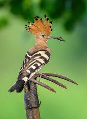 Wall Mural - eurasian hoopoe bird in early morning light ( upupa epops )