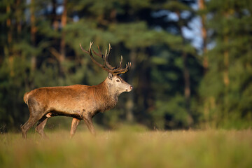 Wall Mural - Deer male buck ( Cervus elaphus ) during rut