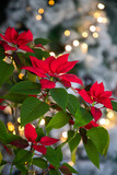 Fototapeta Big Ben - vibrant red poinsettias and Christmas lights in background