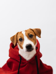 Wall Mural - Portrait of cute Jack Russell Terrier dog in a red sweatshirt with a hood looking at the camera on white background. Creative pet photography concept