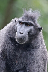 Wall Mural - Crested Macaque (Macaca Nigra) in natural habitat
