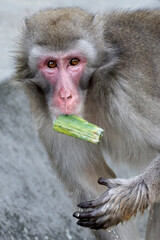 Wall Mural - the japanese macaque (macaca fuscata) on background, close up