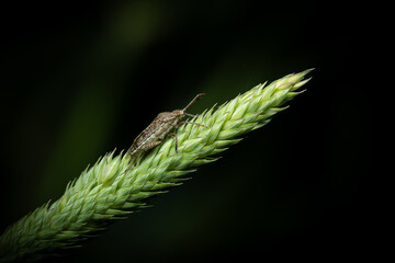 A beetle sits on a green spikelet