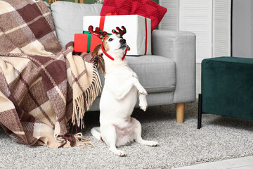 Wall Mural - Cute Jack Russell Terrier dog in reindeer horns and Christmas gift boxes at home