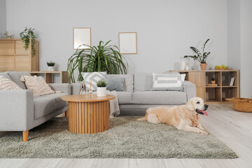 Sticker - Adorable Labrador dog lying on carpet at home