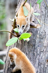 Two baby coaties playing with a branch on a tree trunk