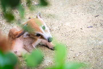 Mammal, wildlife. Beautiful baby coati peeking through the vegetation.