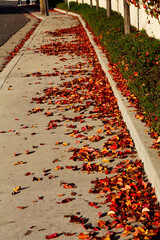 Wall Mural - Autumn Leaves On Sidewalk With Curb And Green Plants