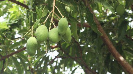 Unripe Green mangoes hanging on Branch. Fresh green mango on tree. Bunch of Mango's. Mangos with tree. raw mango hanging on tree with leaf background in summer fruit.