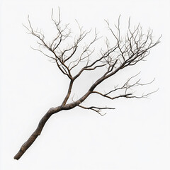 photo realistic of tree branch on white background