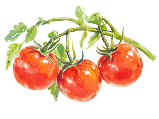 Wall Mural - Watercolor tomatoes for culinary art and design projects