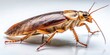 © Arnada - Night Photography of a Roach on White Background for Scientific Study and Nature Exploration