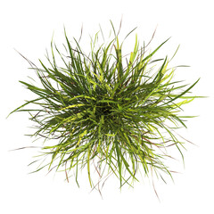 clump of grass isolated on a transparent background. isolated grass on transparent background. top v
