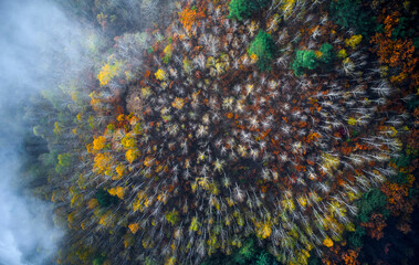 Wall Mural - Aerial view of foggy birch forest dyed with red leaves at Wondae-ri near Inje-gun, Korea