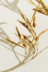 Wall Mural - Dry olive branch close up and shadow on beige background. Aesthetic minimalism. Poster. Neutral color. Floral card 