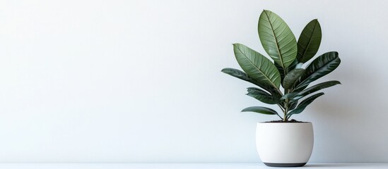 Poster - A single potted plant with green leaves sits on a white surface against a white wall.