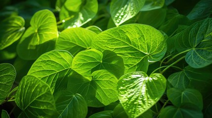 Wall Mural - green leaves and vines