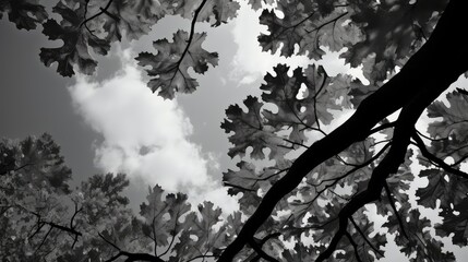 Wall Mural - photo oak leaves black and white