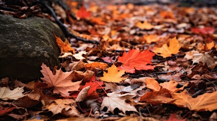 Wall Mural - crunching fall leaves close up