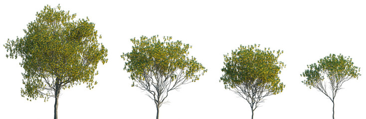 Wall Mural - sophora microphylla new zealand tree frontal isolated png on a transparent background premium cutout