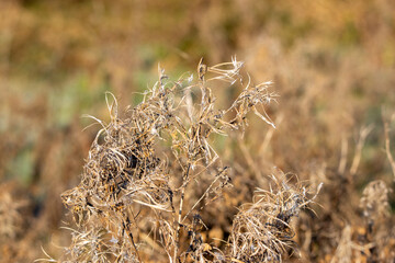 dried wild plants isolated in winter sunlight and shadow