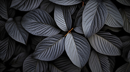 Poster - A clear photo of a close-up of black leaves with a centered white spot on a dark backdrop