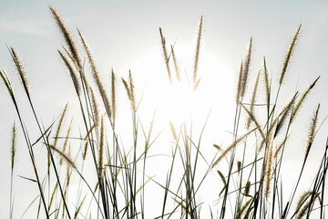 Naklejka na meble sky background, fiowers, grass, bright sunlight, nature