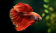 © john - red color of Siamese fighting fish betta Thailand fish movement
