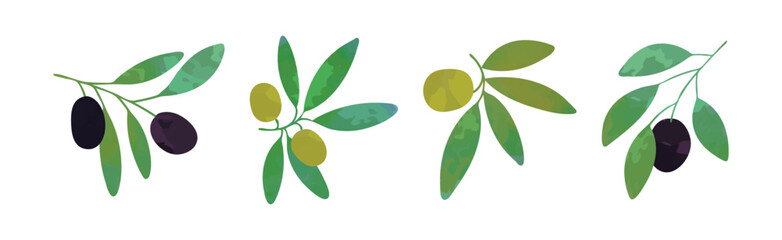 Sticker - Olive Branch with Green and Black Fruit Vector Set