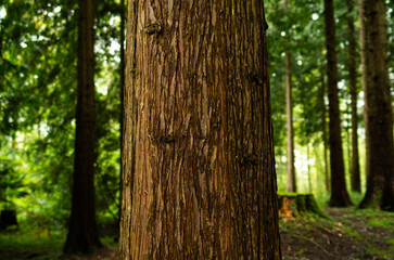 Tree trunk bark in a forest. Close up shot, shallow depth of field, no people