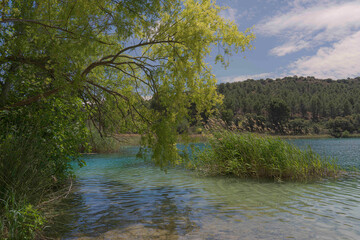 Serene Lakeside Scene with Lush Greenery