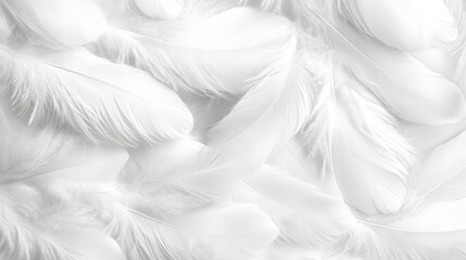 White feather background, elegant texture, white feather pattern, white feather material