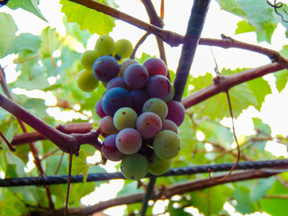 Veraison season of grapes cluster